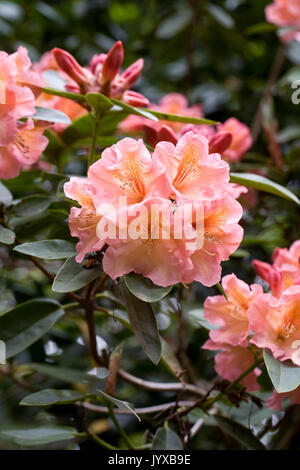 Rhododendron 'Olga' Blumen im Frühling. Stockfoto