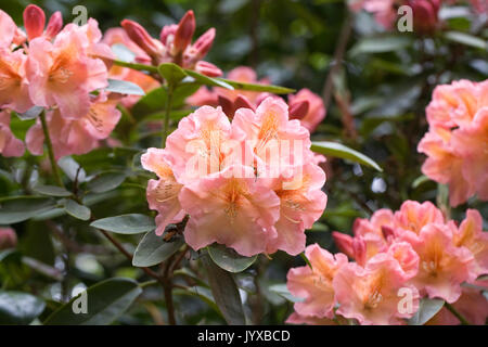 Rhododendron 'Olga' Blumen im Frühling. Stockfoto