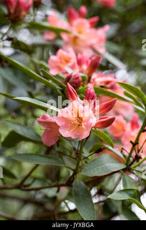 Rhododendron 'Olga' Blumen im Frühling. Stockfoto