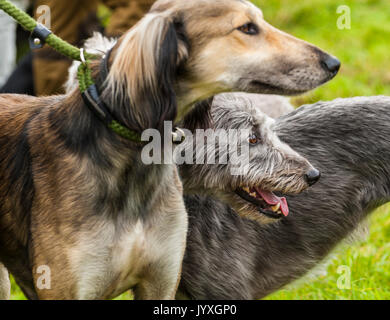 Holmesfield, Chesterfield, Derbyshire, UK. 20. August 2017. Die Barlow Jagd jährliche Terrier, Lurcher & Familie Hund bei der Jagd Zwinger wurde durch eine Reihe von Bandagen und Anhänger genossen. Mit dem Hund der Familie zeigen, besonders beliebt. Credit: Matt Extremität OBE/Alamy leben Nachrichten Stockfoto