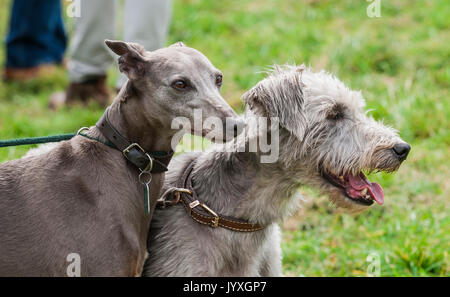 Holmesfield, Chesterfield, Derbyshire, UK. 20. August 2017. Die Barlow Jagd jährliche Terrier, Lurcher & Familie Hund bei der Jagd Zwinger wurde durch eine Reihe von Bandagen und Anhänger genossen. Mit dem Hund der Familie zeigen, besonders beliebt. Credit: Matt Extremität OBE/Alamy leben Nachrichten Stockfoto