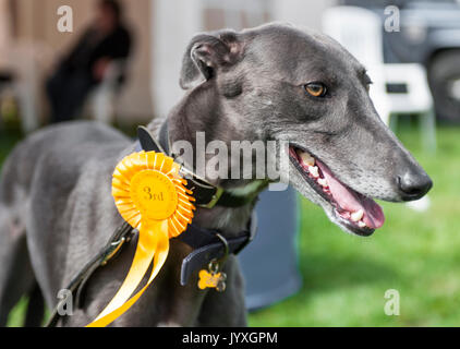 Holmesfield, Chesterfield, Derbyshire, UK. 20. August 2017. Die Barlow Jagd jährliche Terrier, Lurcher & Familie Hund bei der Jagd Zwinger wurde durch eine Reihe von Bandagen und Anhänger genossen. Mit dem Hund der Familie zeigen, besonders beliebt. Credit: Matt Extremität OBE/Alamy leben Nachrichten Stockfoto