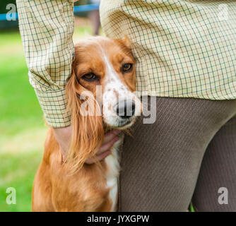 Holmesfield, Chesterfield, Derbyshire, UK. 20. August 2017. Die Barlow Jagd jährliche Terrier, Lurcher & Familie Hund bei der Jagd Zwinger wurde durch eine Reihe von Bandagen und Anhänger genossen. Mit dem Hund der Familie zeigen, besonders beliebt. Credit: Matt Extremität OBE/Alamy leben Nachrichten Stockfoto