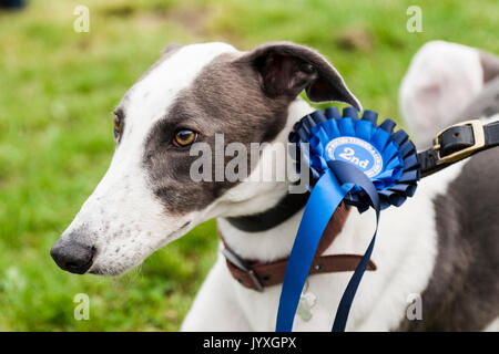 Holmesfield, Chesterfield, Derbyshire, UK. 20. August 2017. Die Barlow Jagd jährliche Terrier, Lurcher & Familie Hund bei der Jagd Zwinger wurde durch eine Reihe von Bandagen und Anhänger genossen. Mit dem Hund der Familie zeigen, besonders beliebt. Credit: Matt Extremität OBE/Alamy leben Nachrichten Stockfoto