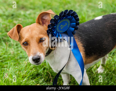 Holmesfield, Chesterfield, Derbyshire, UK. 20. August 2017. Die Barlow Jagd jährliche Terrier, Lurcher & Familie Hund bei der Jagd Zwinger wurde durch eine Reihe von Bandagen und Anhänger genossen. Mit dem Hund der Familie zeigen, besonders beliebt. Credit: Matt Extremität OBE/Alamy leben Nachrichten Stockfoto