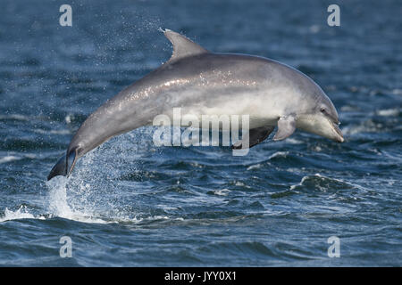 Tümmler Verletzung in den Gewässern des Moray Firth, in der Nähe der Chanonry Point, in den schottischen Highlands. Stockfoto