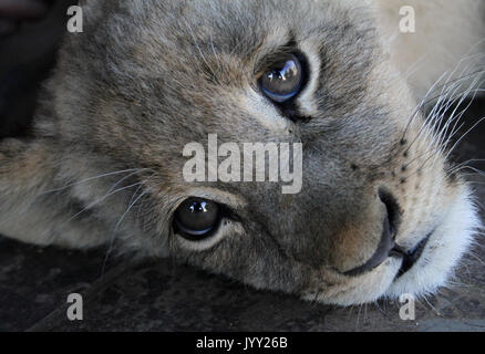 Sleepy Lion Cub in South African National Park Stockfoto