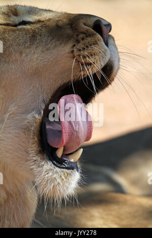 Gähnen Löwe im Nationalpark Stockfoto