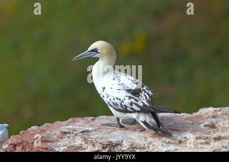 Northern Gannet (Morus bassanus) junger Vogel ohne vollständige nach Färbung, Helgoland, Nordsee, Deutschland Stockfoto