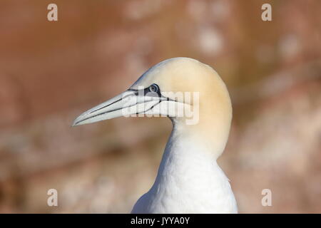 Northern Gannet (Morus bassanus), Erwachsener, Porträt, Helgoland, Nordsee, Deutschland Stockfoto