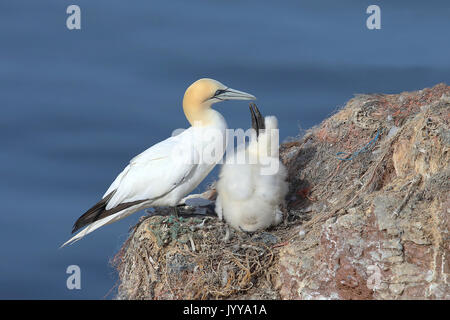 Northern Gannet (Morus bassanus) am Nest mit jungen Vogel, Helgoland, Nordsee, Deutschland Stockfoto