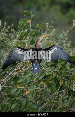 Anhinga oder Wasser Türkei (Anhinga anhinga) trocknet Gefieder in Baum, Pantanal, Mato Grosso do Sul, Brasilien Stockfoto