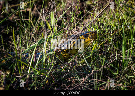 Gelbe Anakonda (Eunectes notaeus) im Gras, Pantanal, Aquidauana, Mato Grosso do Sul, Brasilien Stockfoto