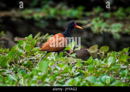 Gelbstirn-blatthühnchen jacana (Jacana jacana) laufen auf dem Wasser Pflanzen, Pantanal, Mato Grosso do Sul, Brasilien Stockfoto
