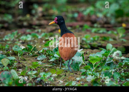 Gelbstirn-blatthühnchen jacana (Jacana jacana) laufen auf dem Wasser Pflanzen, Pantanal, Mato Grosso do Sul, Brasilien Stockfoto