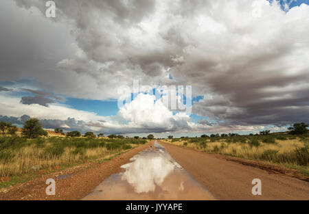 Pfützen auf der Straße und der cumulus Wolken, Kalahari Wüste während der Regenzeit, Kalahari Wüste, Kgalagadi Transfrontier Park Stockfoto