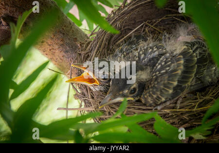 Robin Vögel Jungtiere im Nest Stockfoto