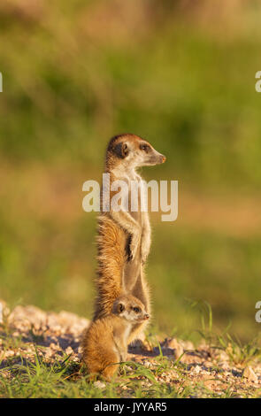Erdmännchen (Suricata suricatta), Erwachsene mit Jungen auf der Suche, während der Regenzeit in grüner Umgebung, Kalahari Wüste Stockfoto