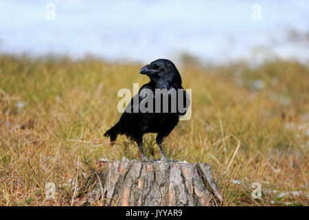 Kolkrabe (Corvus Corax), Erwachsener, stehend auf Baumstumpf, Zdarske Vrchy, Böhmisch-Mährische Höhe, Tschechische Republik Stockfoto