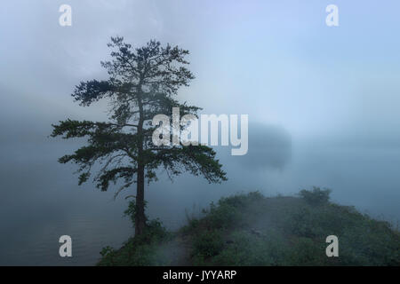 Einsamer Baum auf nebligen See in der Morgendämmerung Stockfoto