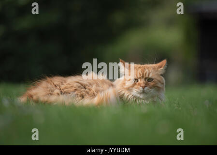 Norwegische Katze Stockfoto