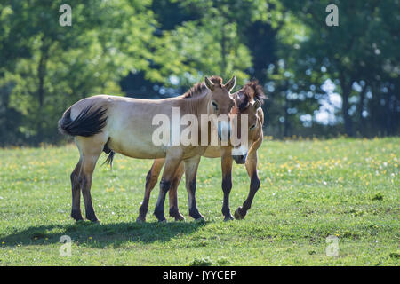 Przewalski-Pferd Stockfoto