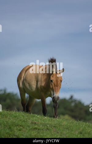 Przewalski-Pferd Stockfoto