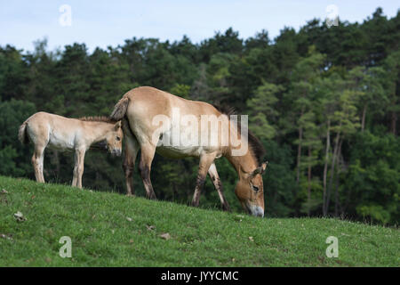 Przewalski-Pferd Stockfoto