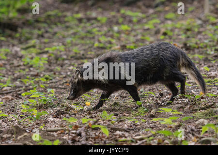 Racoon Hund Stockfoto