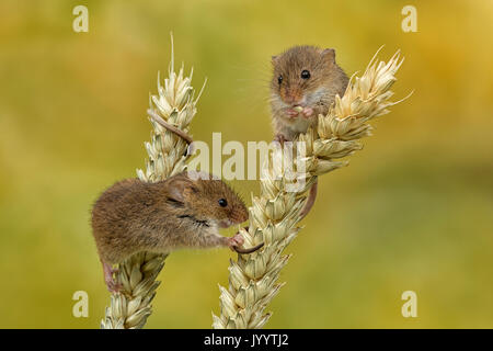 Zwergmaus Stockfoto