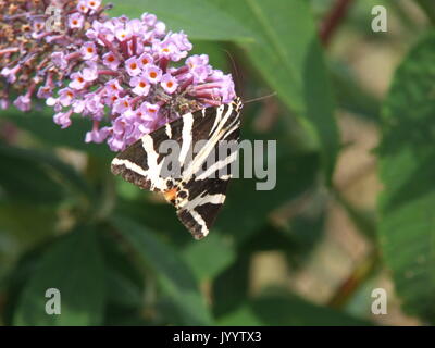 Jersey Tiger auf sommerflieder Stockfoto