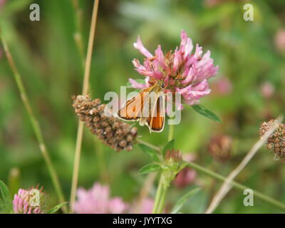 Essex Skipper Schmetterling in Ruhestellung Stockfoto