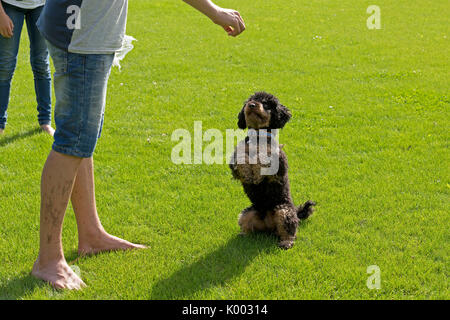 Junge und Hund sitzen und beg Stockfoto