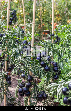 Schwarze Tomaten, Indigo Rose auf der Rebe, Garten Stockfoto