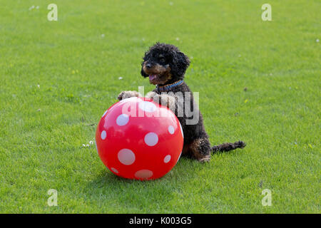 Toy Pudel oben sitzen und betteln mit einer Kugel Stockfoto