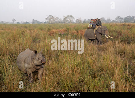 Indische Touristen auf Elefanten beobachten Asiatischen one-horned Rhinoceros, Kaziranga National Park, Assam, Indien Stockfoto