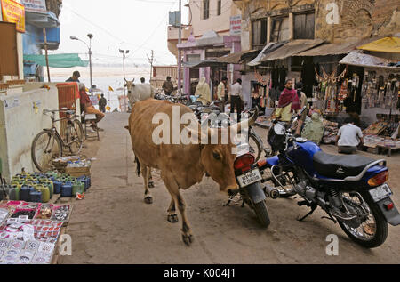 Kühe wandern durch Basar in der Alten Stadt, Varanasi (Benares, Banaras, Kashi), Indien Stockfoto