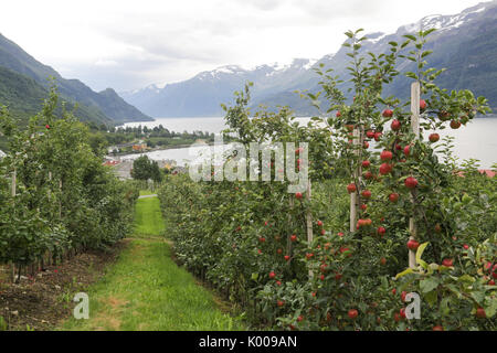 Apple tree Gärten in Lofthus rund um den Hardangerfjord Stockfoto