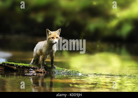 Junge Red fox Aufenthalt in Fluss, watchfull - Vulpes vulpes Stockfoto