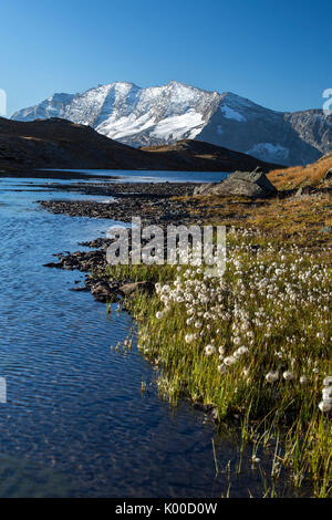 Blühende von eriofori auf Levanne Berge. Nationalpark Gran Paradiso. Alpi Graie. Stockfoto