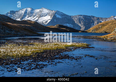 Blühende von eriofori auf Levanne Berge. Nationalpark Gran Paradiso. Alpi Graie. Stockfoto