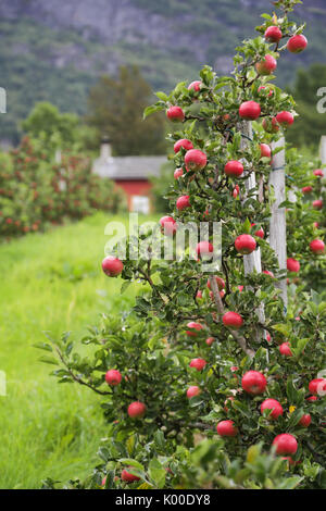 Apple tree Gärten in Lofthus rund um den Hardangerfjord Stockfoto