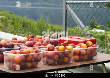 Apple tree Gärten in Lofthus rund um den Hardangerfjord Stockfoto