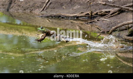 Nach Amerikanische Ochsenfrosch (Lithobates catesbeianus) in einem Wald See, Ames, Iowa, USA Stockfoto