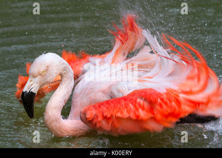 Chilenischer Flamingo (Phoenicopterus sp.) putzen und Baden, gefangen. Stockfoto