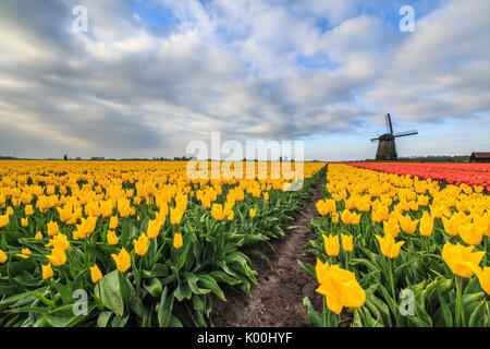 Feder Wolken auf bunte Tulpen und Windmühlen Berkmeer Koggenland Nord-Holland-Niederlande-Europa Stockfoto