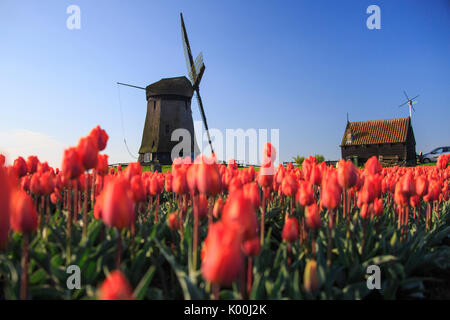 Rote Tulpen im Vordergrund und blauer Himmel umrahmen die Windmühle im Frühjahr Berkmeer-Koggenland-Nord-Holland-Niederlande-Europa Stockfoto