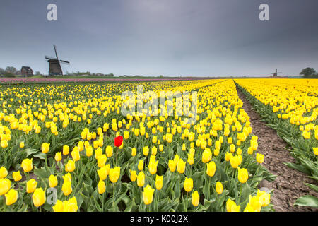 Feder Wolken auf Felder gelben Tulpen mit Windmühlen im Hintergrund Berkmeyer Koggenland Nord-Holland-Niederlande-Europa Stockfoto