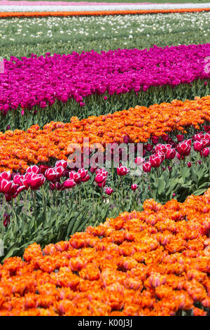 Bunte Tulpenfelder im Frühjahr Berkmeer-Koggenland-Nord-Holland-Niederlande-Europa Stockfoto