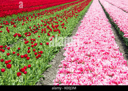 Bunte Tulpenfelder im Frühjahr Berkmeer-Koggenland-Nord-Holland-Niederlande-Europa Stockfoto